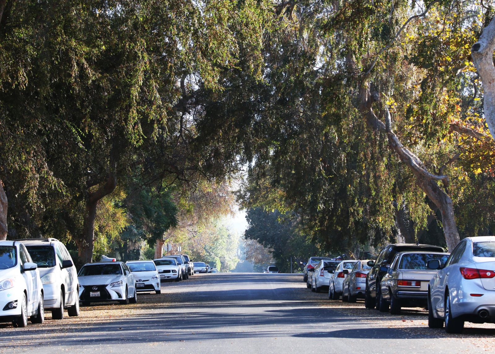 Tree Lined Street in Toluca Woods Los Angeles Jennifer Hein Realtor