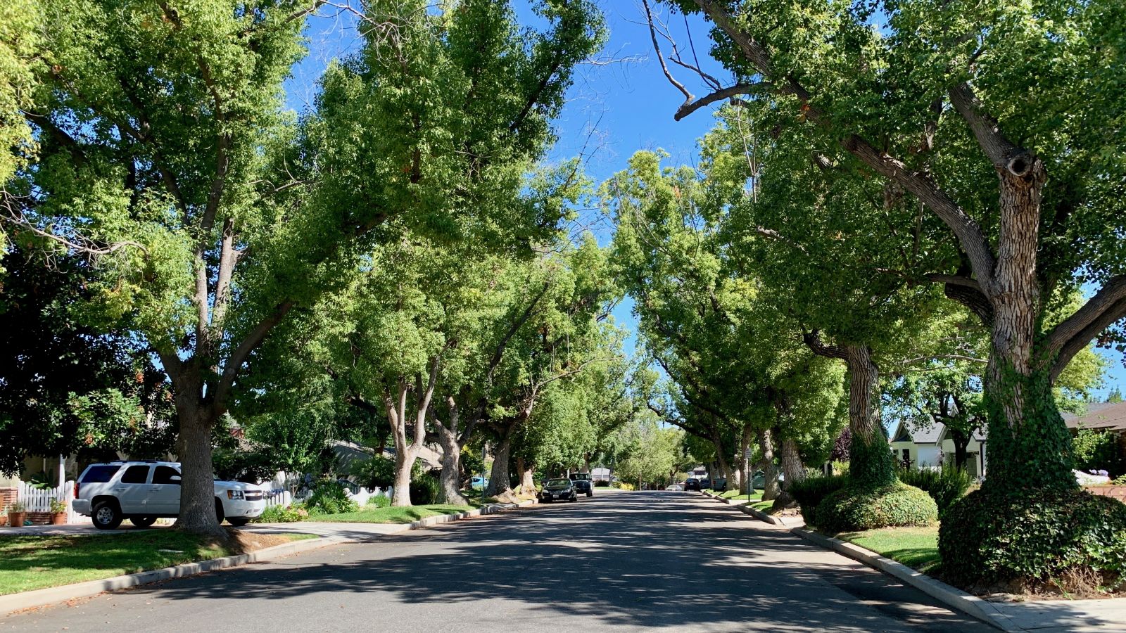 Tree Lined Street in Toluca Woods in Burbank CA Jennifer Hein Realtor